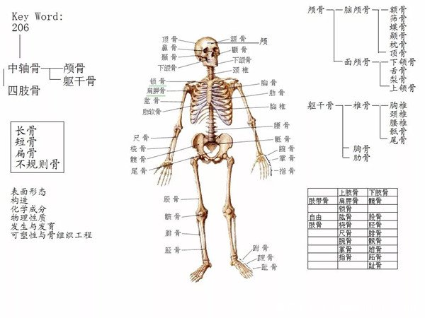 女性全身器官位置分图布,骨骼器官和淋巴器官最易忽视