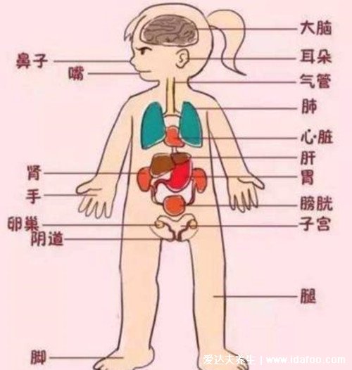 女性全身器官位置分图布,骨骼器官和淋巴器官最易忽视
