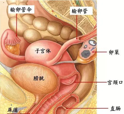 膀胱在哪个位置图片,男性女性都在骨盆内(肚脐下面和臀部之间)