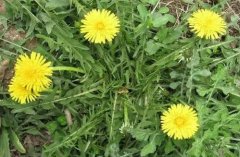 婆婆丁是蒲公英吗,婆婆丁是东北的蒲公英