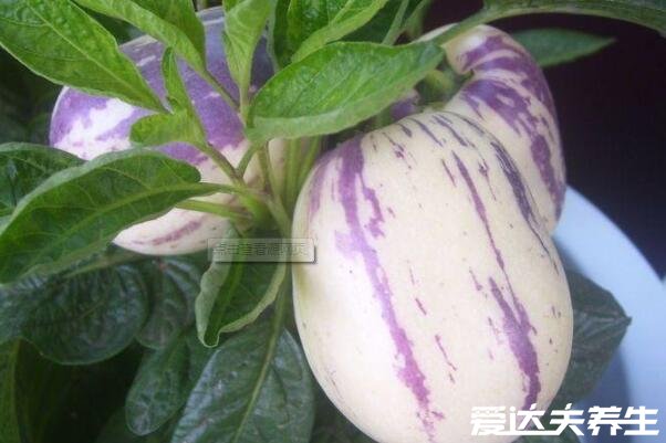 人参果是热性还是凉性,温性水果一天食用不要超过5个