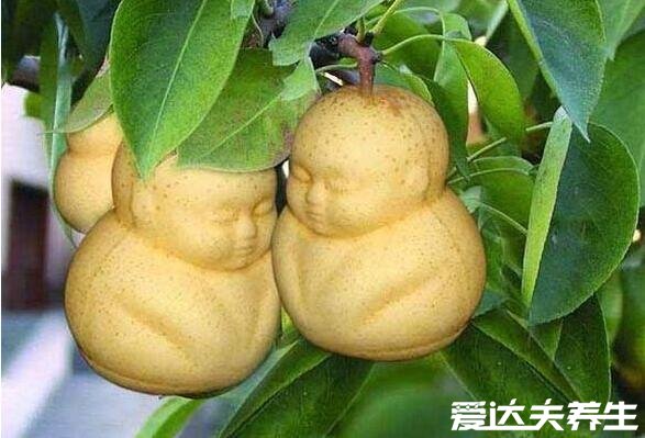 人参果是热性还是凉性,温性水果一天食用不要超过5个