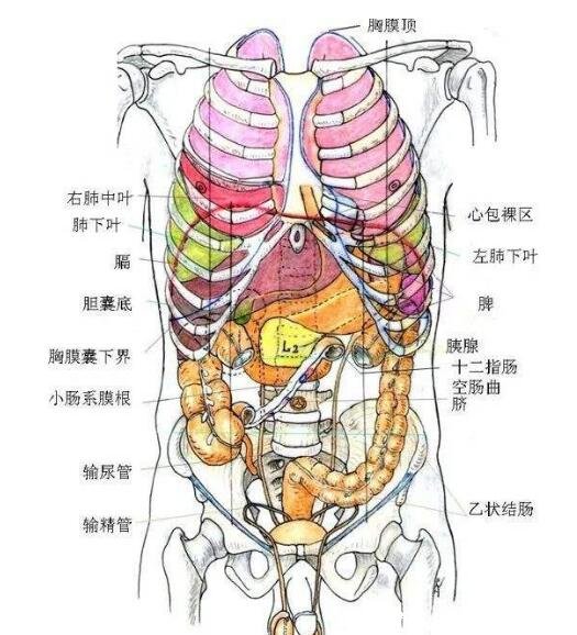 人的内脏位置图,五脏六腑位置图(附五行五脏六腑相生相克顺口溜)