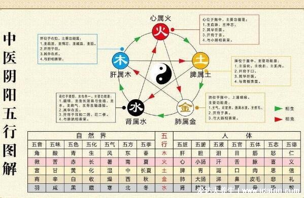 人的内脏位置图,五脏六腑位置图(附五行五脏六腑相生相克顺口溜)
