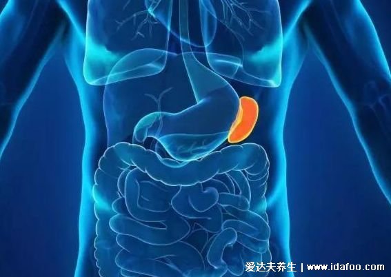 人的内脏位置图,五脏六腑位置图(附五行五脏六腑相生相克顺口溜)