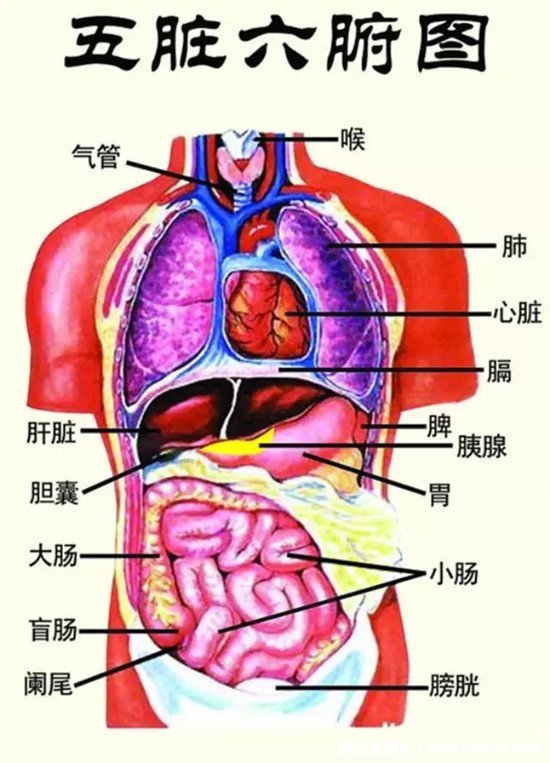 人的内脏位置图,五脏六腑位置图(附五行五脏六腑相生相克顺口溜)