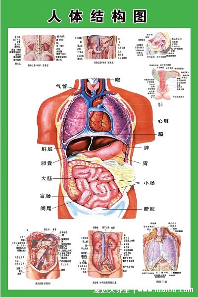 人体结构示意图器官分布图,包括骨骼器官和内脏器官分布