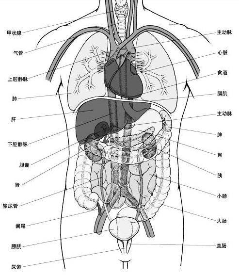 人体结构示意图器官分布图,包括骨骼器官和内脏器官分布