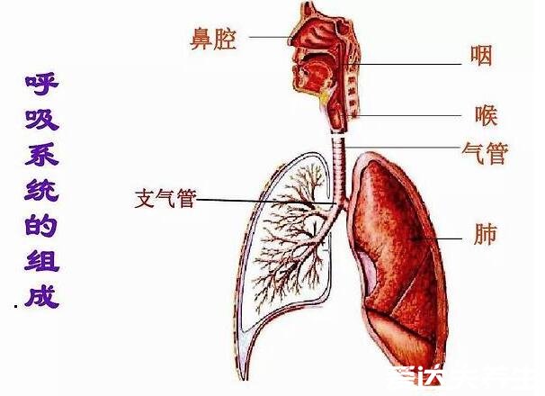 人体内脏器官位置分图布,人体的四大系统和五脏六腑的位置详解