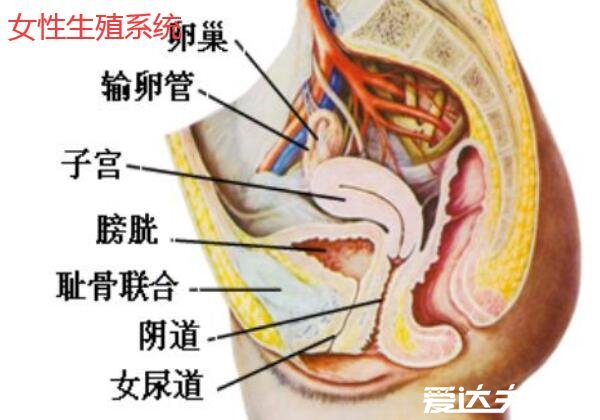 人体内脏器官位置分图布,人体的四大系统和五脏六腑的位置详解