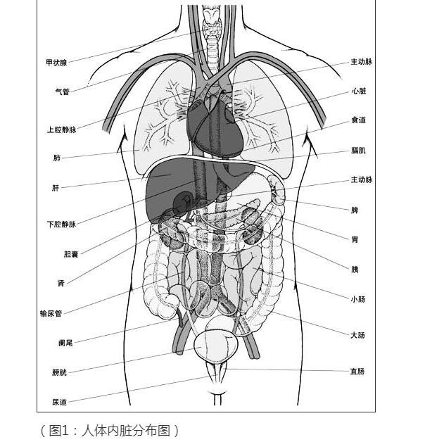 人体内脏器官位置分图布,人体的四大系统和五脏六腑的位置详解