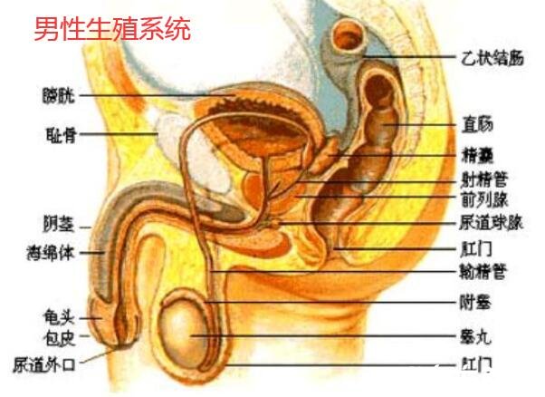 人体内脏器官位置分图布,人体的四大系统和五脏六腑的位置详解