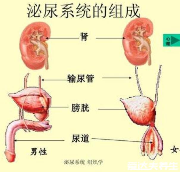 人体内脏器官位置分图布,人体的四大系统和五脏六腑的位置详解