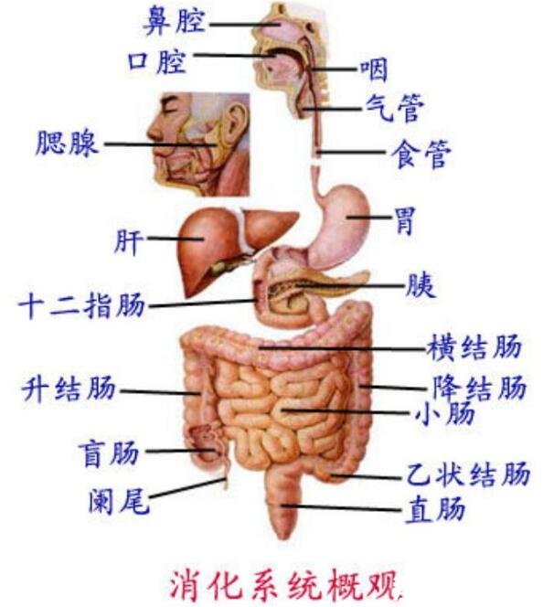 人体内脏器官位置分图布,人体的四大系统和五脏六腑的位置详解