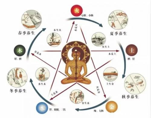 人体内脏器官位置分图布结构图,五脏对应金木水火土