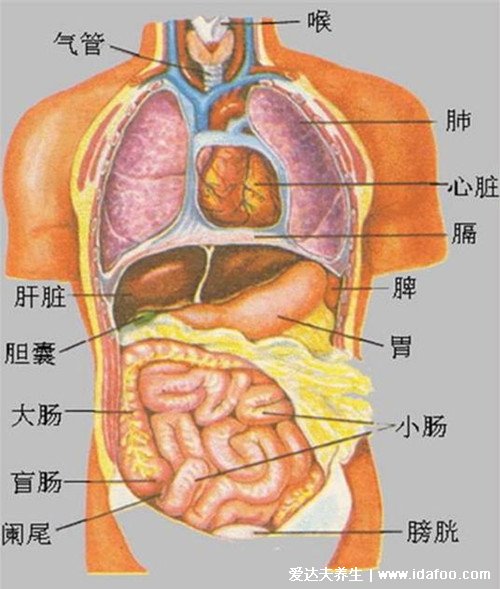 人体内脏器官位置分图布结构图,五脏对应金木水火土