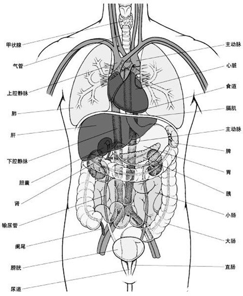 人体内脏器官位置分图布结构图,五脏对应金木水火土