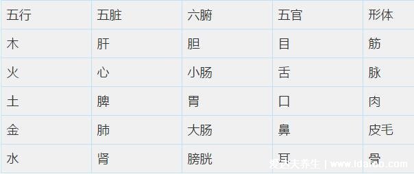 人体器官分五脏六腑器官分布图,清晰大图看各个内脏的位置分布