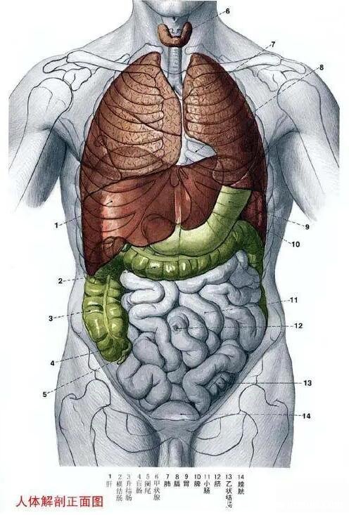 人体器官分五脏六腑器官分布图,清晰大图看各个内脏的位置分布
