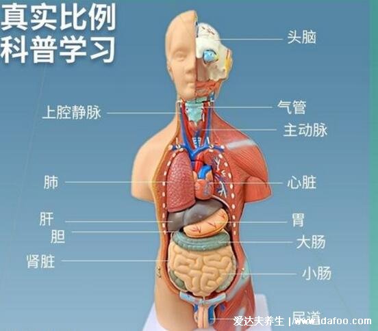 人体器官分五脏六腑器官分布图,清晰大图看各个内脏的位置分布