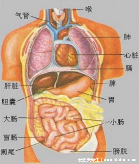 人体器官分五脏六腑器官分布图,清晰大图看各个内脏的位置分布