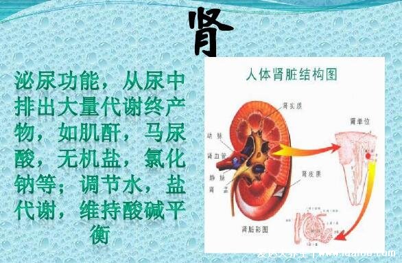 人体器官分五脏六腑器官分布图,清晰大图看各个内脏的位置分布