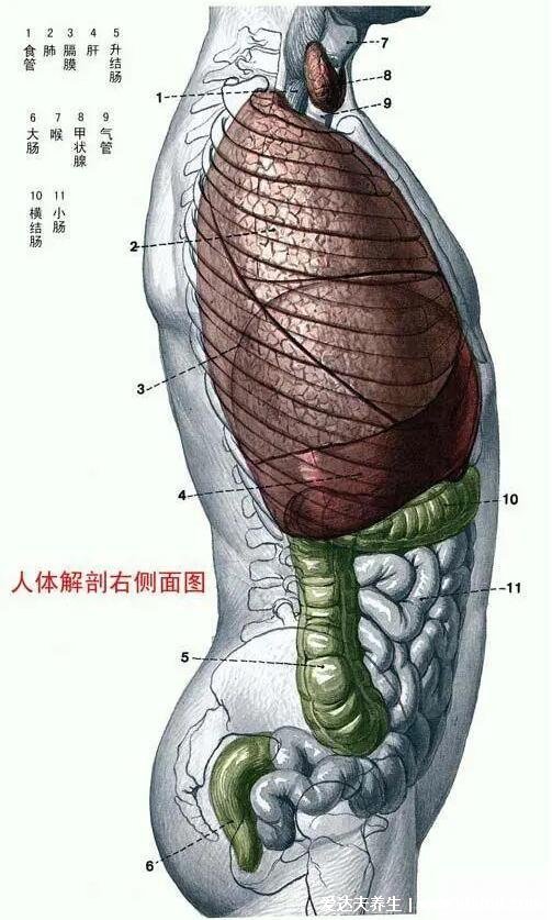 人体器官分五脏六腑器官分布图,清晰大图看各个内脏的位置分布