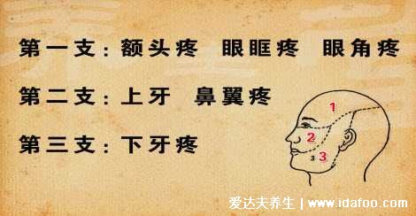 人体三叉神经痛是哪个部位图解,牙齿和鼻翼可能疼(女性更易得)