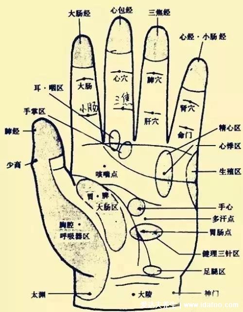 人体手部经络图及功用解析,小拇指警惕月经病
