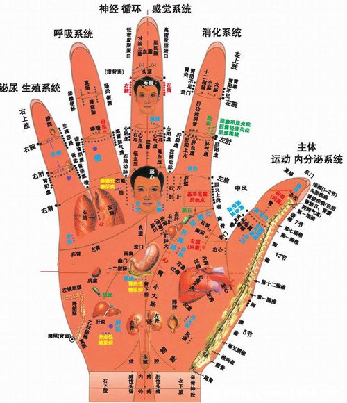人体手部经络图及功用解析,小拇指警惕月经病