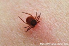 如何鉴别被蜱虫咬了,蜱虫咬人后的伤口图