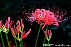 十大不吉利花，梅花和没钱花谐音(彼岸花生