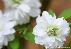 十种招鬼的花图片合集，家里养这些花风水