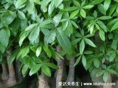 十种旺财又旺宅的植物，寓意好功能强大的