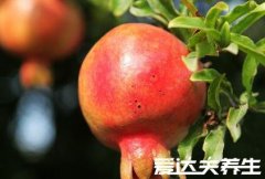 石榴的功效与作用禁忌,石榴活血明目但糖