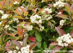 石楠花为什么叫最污花，气味类似精液(是生