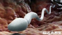 受孕生男孩的三个最佳时间点，排卵日的下