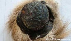 世界四大最贵的中药材一斤40万，天然麝香有