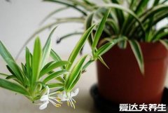 室内适合养的18种植物，太适合懒人了赶紧养