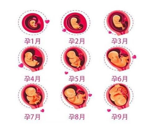 胎儿发育过程图1至10个月,每个月宝宝变化图解(18到20周胎动)