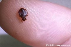 跳蚤怕什么怎么彻底消灭,7个办法跳蚤怕光