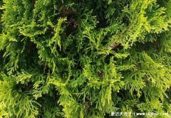 头皮屑多如何去除小妙招,公园都有的侧柏