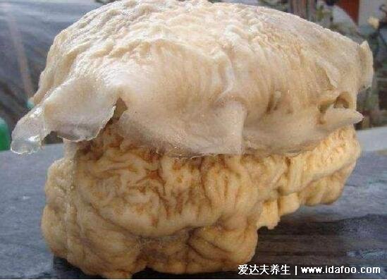 太岁是什么东西图片,不死不灭的肉灵芝不要轻易吃