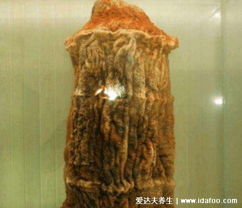 太岁是什么东西图片,不死不灭的肉灵芝不要轻易吃