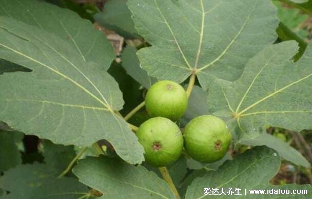 外痔的肉球如何消除,4种轻度痔疮最佳的自愈方法