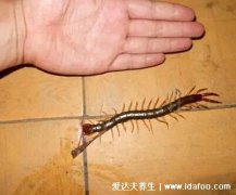 为什么不能踩死蜈蚣,蜈蚣的毒性物质会散