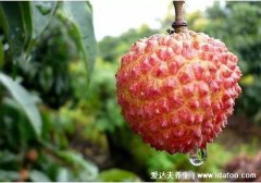 为什么不能空腹吃荔枝,空腹吃荔枝多了会