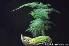 为什么家里不能养文竹，没有风水问题想养