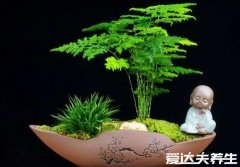 为什么家里不能养文竹，能养不仅招财旺运