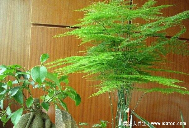 为什么家里不能养文竹,没有风水问题想养就养